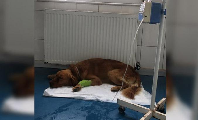 Köpeklerde gençlik hastalığı salgını; 3’ü öldü