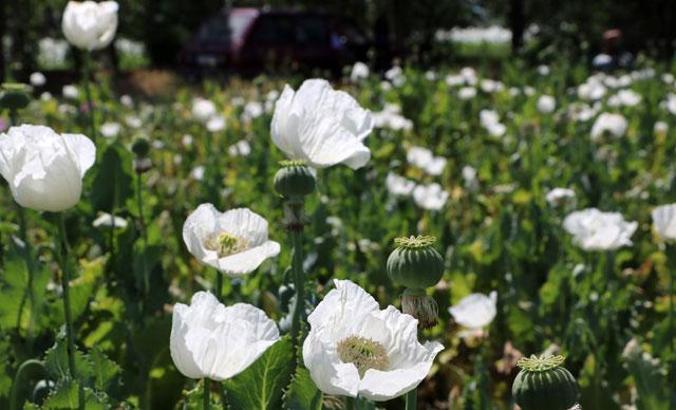 Haşhaş çiçekleriyle Afyon Ovası 'gelinlik' giydi