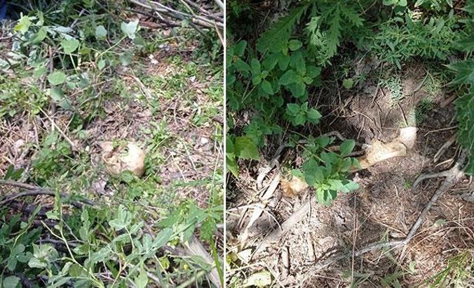 Bingöl'de ağaç dibinde insana ait kemikler ve kıyafet bulundu