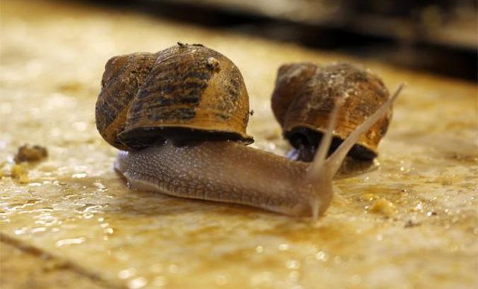 Salyangoz çiftliklerine ilk adım