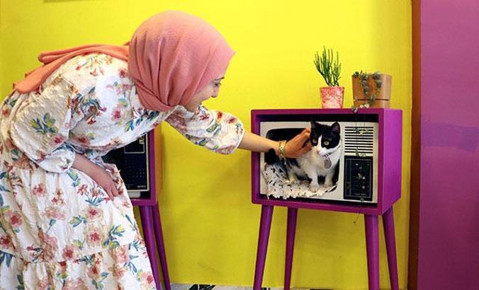 Ankara'nın ilk kedi kafesi yeniden kapılarını açtı