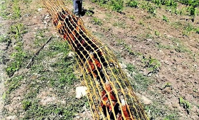 Sebzelerini 'tavuk tüneli' ile koruyor