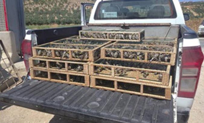 MSB: Hatay'da traktör römorkunda tespit edilen 3 bin 754 Saka kuşu doğaya bırakıldı