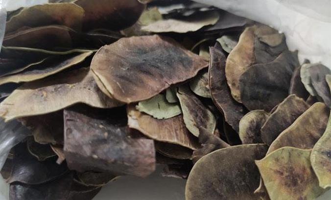 Zayıflamak için 'açlık otu' tüketenler dikkat