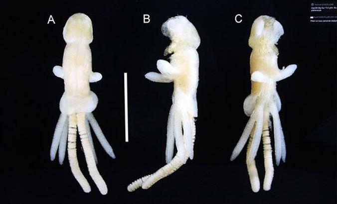 Balık kenesi parazit taşıyıcısı çıktı; levrek üretimi tehlikede