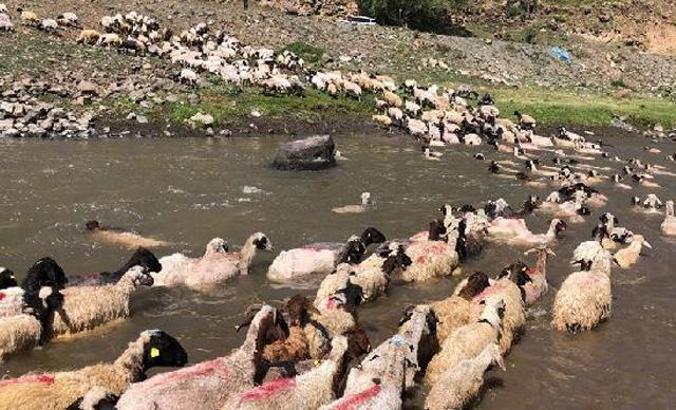 Kırkılan koyunları Kars Çayı'nda yıkadılar