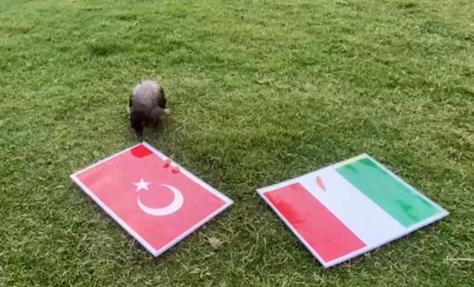 Karga Dido'nun tahmini Türkiye