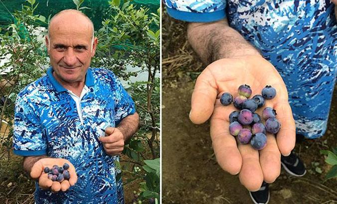 Trabzon'da yaban mersini ekti, yıllık 100 bin TL kazanıyor