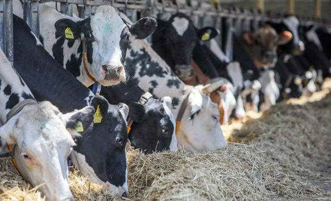 Süt inekleri, kavurucu sıcaktan ‘duşlama’ ile korunuyor