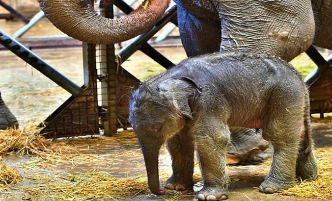 Baby elephant brought joy in Izmir Natural Life Park