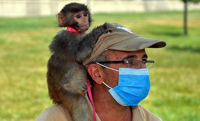İnşatta bulunan ‘örümcek maymunu’ Kayseri’de korumaya alındı