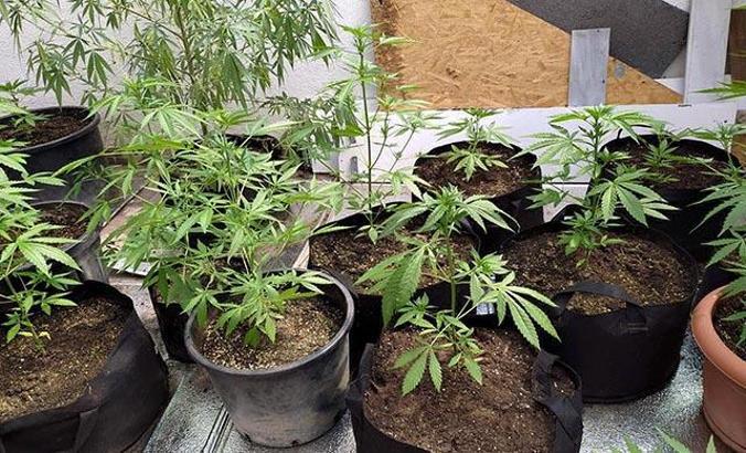 Çatı katında sera kurup, Hint keneviri yetiştirdi