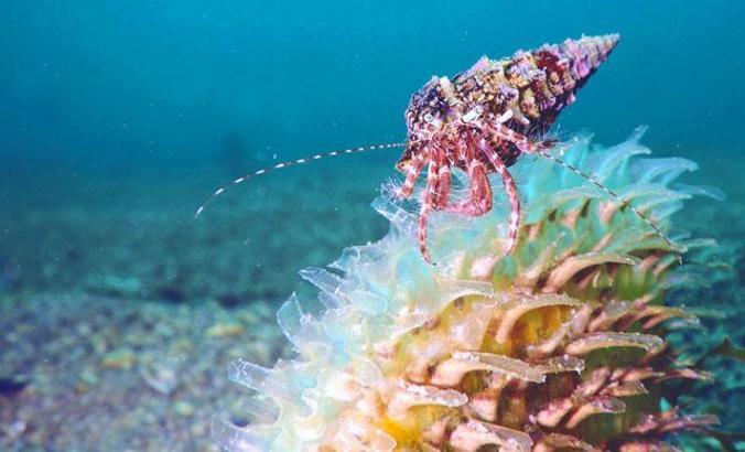Akdeniz, gezegenin en hızlı ısınan ve en tuzlu denizi haline geldi