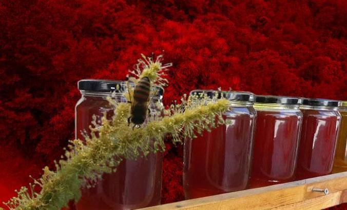 Prof. Dr. Kolaylı: Kestane çiçeği, gıda sanayinde değerlendirilebilir