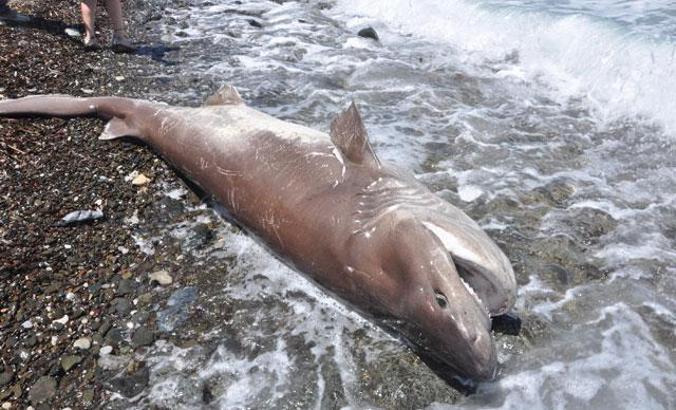 Datça sahiline gebe köpek balığı vurdu