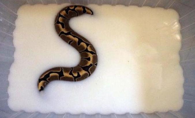 Yılanlar, 'süt banyosu' ile deri değiştiriyor