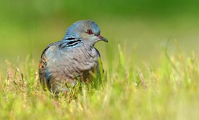 Nesli tehlikedeki iki tür için av kararı