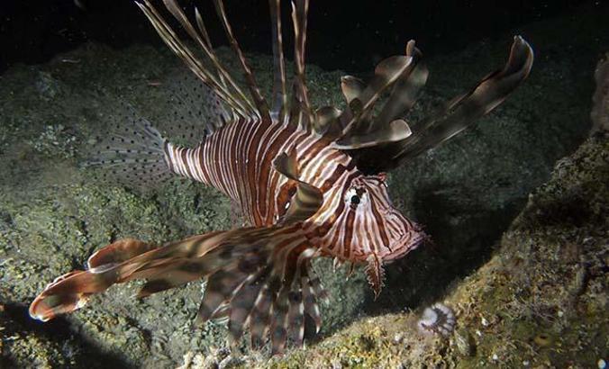 Dünyanın en kötü 100 istilacı türünden 14'ü Türkiye'de