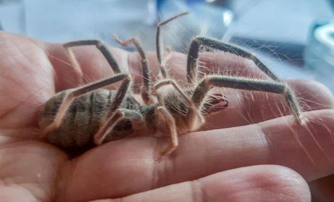 Hakkari'de yeni böğü türü keşfedildi