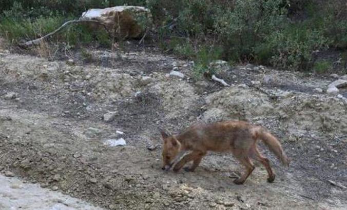 The fox, taken under protection a while ago in Canakkale is released into the wild