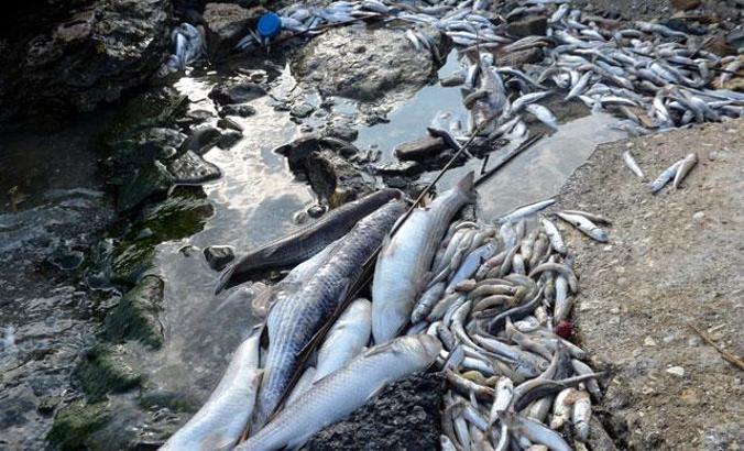 Küçükçekmece Gölü sahili ölü balık dolu