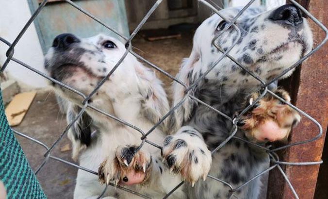'Hayvanları Koruma Kanunu' TBMM'de kabul edildi