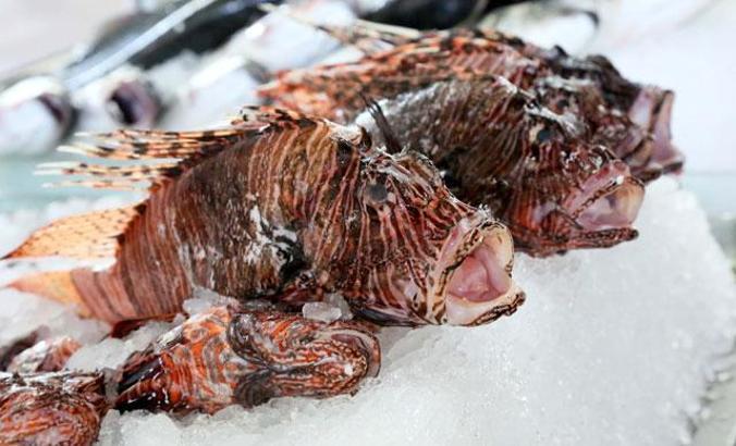 Dikeni zehirli aslan balığı, belediye restoranı menüsünde