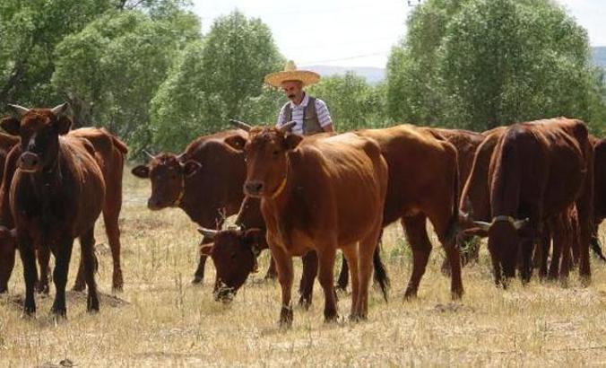 3 bin 500 yıllık ‘Doğu Anadolu Kırmızısı’ sığır ırkı korumaya alındı