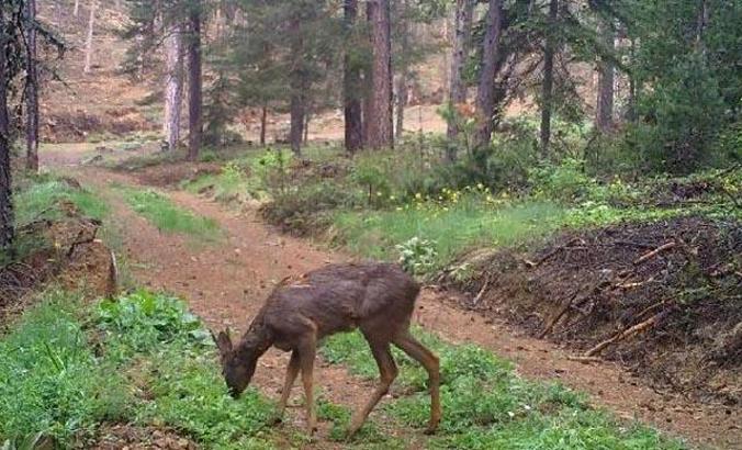 Kaçak avcılığa karşı fotokapanlı mücadele