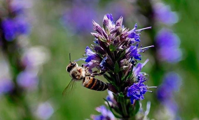 Doğada yetişen tıbbi ve aromatik bitkiler, bahçelerde çoğaltılıp bal ormanlarına dikiliyor