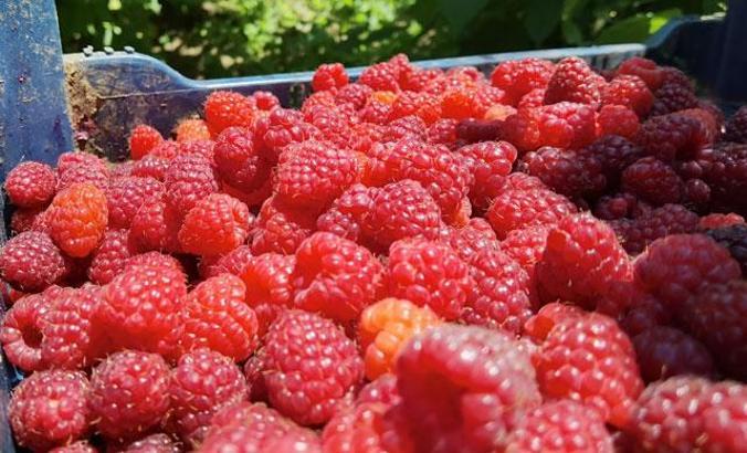 Bursa'da 1200 rakımlı dağların zirvesinde ahududu hasadı