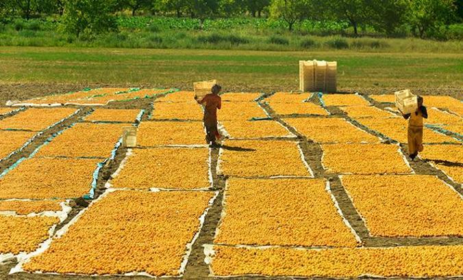 Malatya'da 15 bin mevsimlik iÅŸçi ile kayısı hasadı