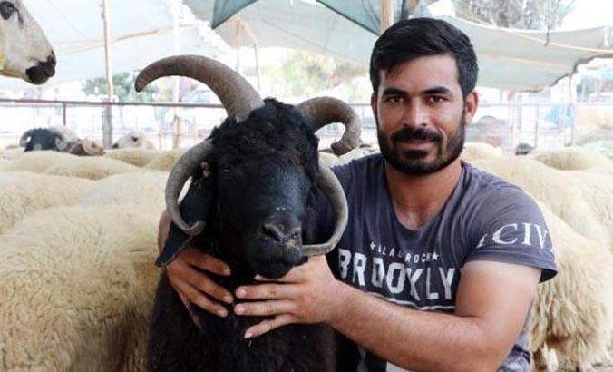 4 boynuzlu koç 10 bin liradan alıcı bekliyor