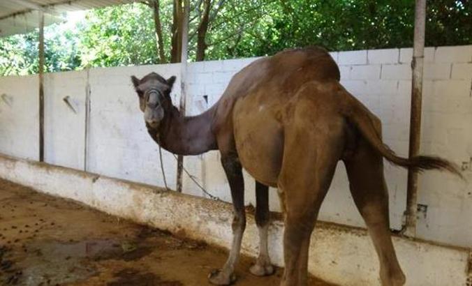 Kurbanlık develer, 25 bin liraya kadar alıcı buluyor