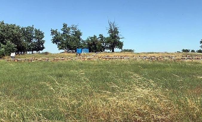 Tekirdağ'da çiftlik çalışanları arıların saldırısına uğradı: 1 ölü, 4 yaralı