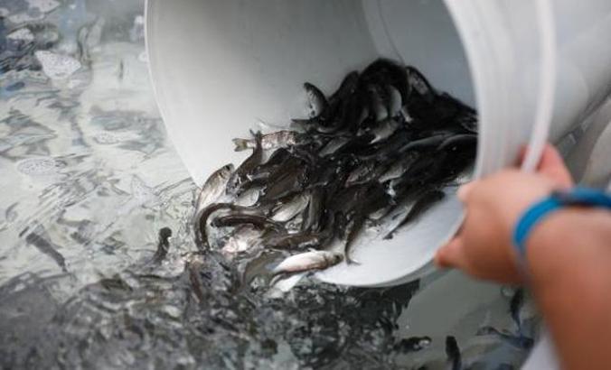 Marmara'nın balıkları Antalya'dan