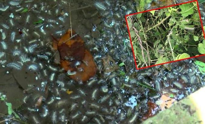 Beykoz'da tırtıl istilası