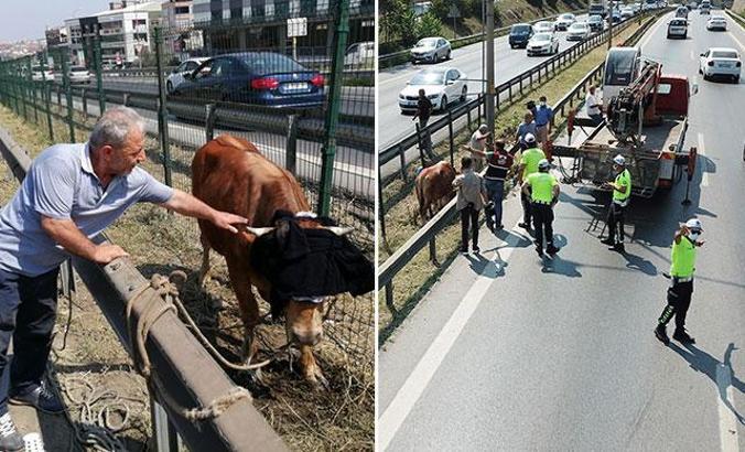 Pendik'te kaçan boğayı kurtarma operasyonu
