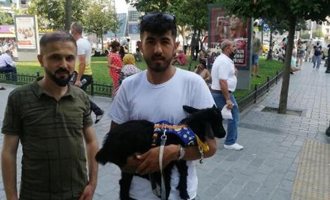 Sahiplendiği cüce keçiye bebek bezi giydirip gezdiriyor