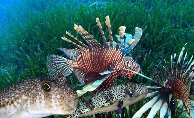 Kızıldeniz'den, Akdeniz'e göçen balık türü 65'e çıktı