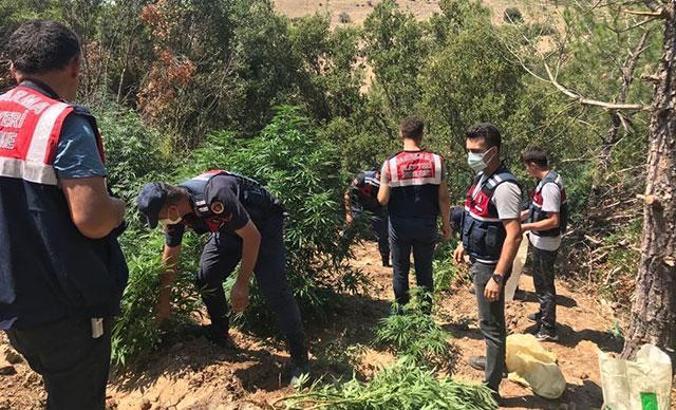 Jandarmanın takibi, kenevir yetiştirenleri ele verdi