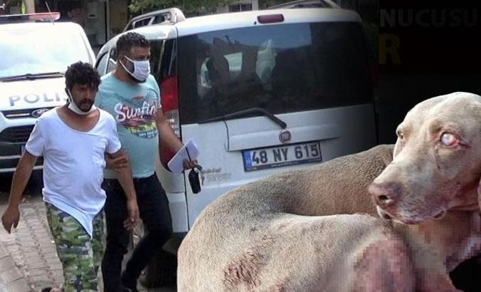 Güvercinlerine saldıran köpeğini öldürdü