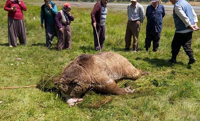 Silahla vurulan ayı gölde boğuldu