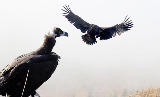 Kara akbabalar, en çok zehirlenerek ölüyor