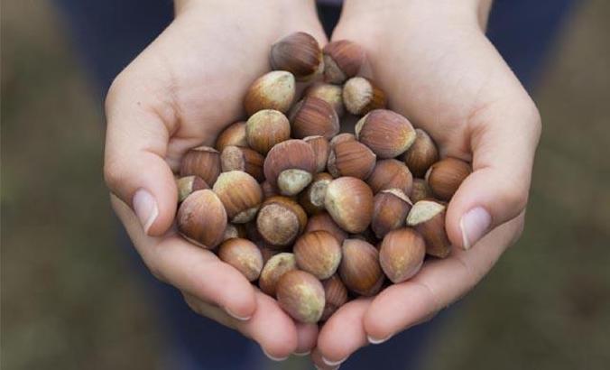 “Fındık üreticilerinin gelişimine katkı sağlamayı amaçlıyoruz”