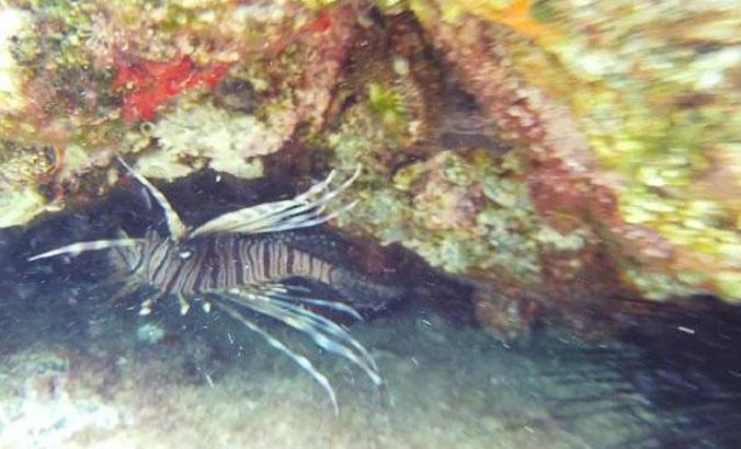 Kıyıdan 5 metre açıkta, 1 metre derinlikte zehirli aslan balığı