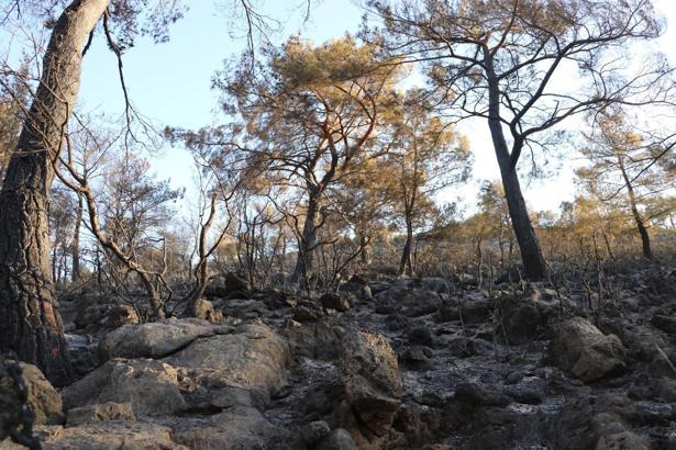 Fethiye'de alevler, 5 hektar ormanlık alanı küle çevirdi