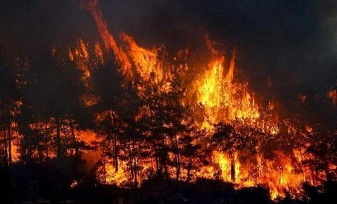 Samsun'da orman yangını; 7 hektarlık alan zarar gördü