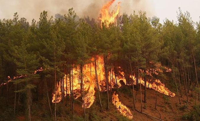 AFAD: Orman yangını çıkan 5 kente 62,5 milyon TL yardım gönderildi