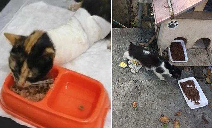 Esenler'de kedilerin bacaklarını ve kuyruklarını kestiler